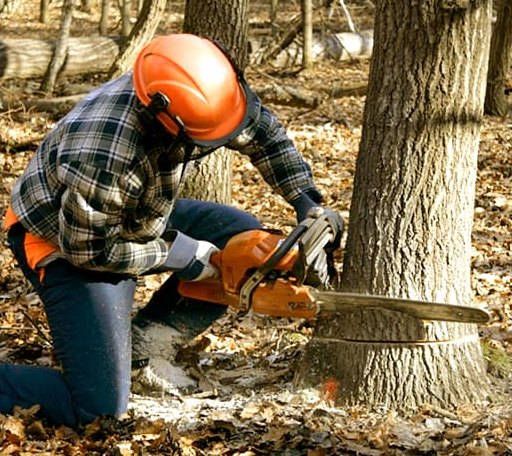 Tree Removal in Union, ME